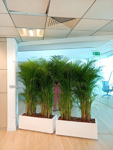 Privacy Areca Palm in White Rectangular Plants UAE