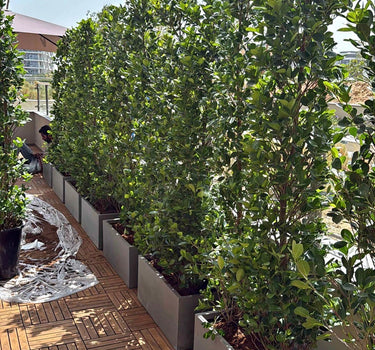 Privacy Ficus Cone Shape Plant per Pot Outdoor Plants Dubai. Row of potted plants on a wooden deck with a clear sky. 