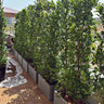 Privacy Ficus Cone Shape Plant per Pot Outdoor Plants Dubai. Row of potted plants on a wooden deck with a clear sky. 