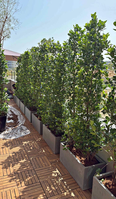 Privacy Ficus Cone Shape Plant per Pot Outdoor Plants Dubai. Row of potted plants on a wooden deck with a clear sky. 