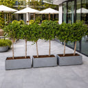 Privacy Ficus Single-Head Plants, UAE. Row of potted trees on a patio with white umbrellas in the background
