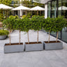 Privacy Ficus Single-Head Plants, UAE. Row of potted trees on a patio with white umbrellas in the background