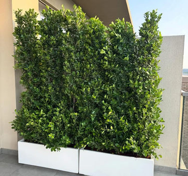 Privacy Plants Ficus per pot in UAE.