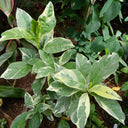 Eranthemum Variegated - Pseuderanthemum 6