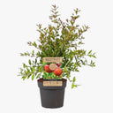 Punica Granatum – Pomegranate 1