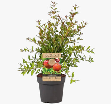Punica Granatum – Pomegranate 1