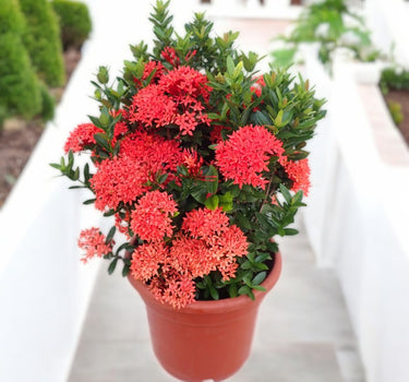 Ixora Chinensis 3