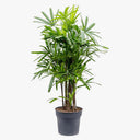 Rhapis Excelsa – Miniature Fan Palm – Lady Palm – Bamboo Palm 3