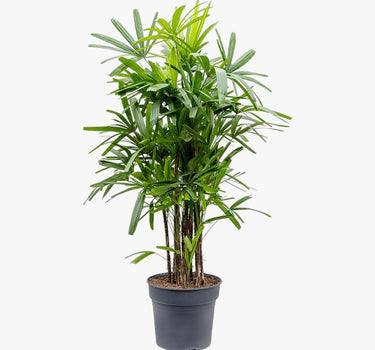 Rhapis Excelsa – Miniature Fan Palm – Lady Palm – Bamboo Palm 3