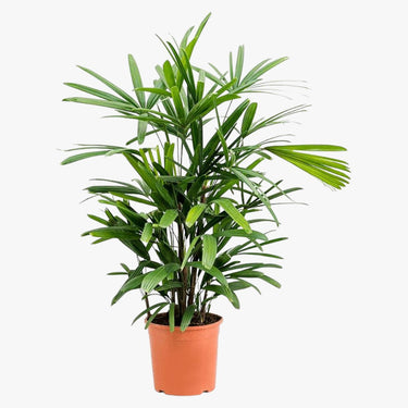 Rhapis Excelsa – Miniature Fan Palm – Lady Palm – Bamboo Palm 6