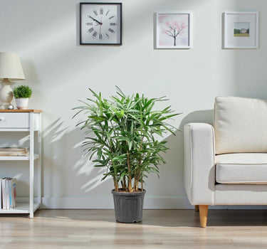 Rhapis Excelsa – Miniature Fan Palm – Lady Palm – Bamboo Palm 1