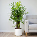 Rhapis Excelsa – Miniature Fan Palm – Lady Palm – Bamboo Palm 7
