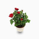 Rose Plants Outdoor - Grujan Pakistani 1