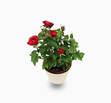 Rose Plants Outdoor - Grujan Pakistani 1