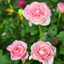 Roses Plant Per Pot Plants UAE. Pink roses with green leaves in a garden setting