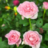 Roses Plant Per Pot Plants UAE. Pink roses with green leaves in a garden setting