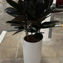 Rubber Plant in UAE. Potted plant in a white pot on a tiled floor
