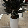 Rubber Plant in UAE. Potted plant in a white pot on a tiled floor