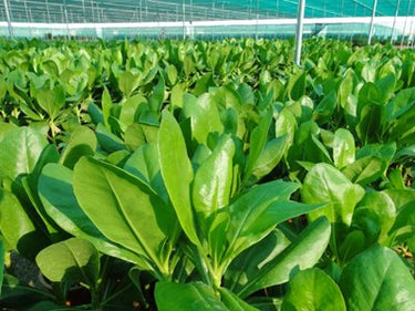 Scaevola frutescens – Vahl Beach Naupaka / Sea Lettuce 20-30cm