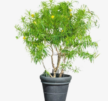 Thevetia Peruviana – Yellow Oleander | Lucky Nut Plant for Bold Landscapes