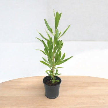 Dodonaea Viscosa – Florida Hopbush 1