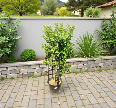 Wrightia Religiosa – Wild Water Plum / Sacred Buddhist Tree
