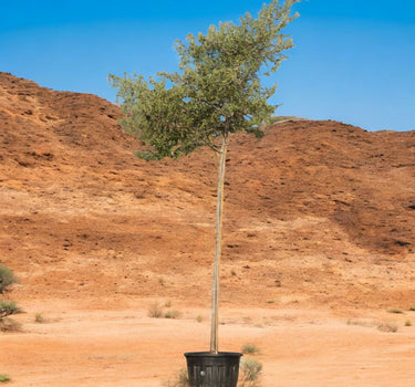 Ziziphus Spina-Christi – Sidr Tree
