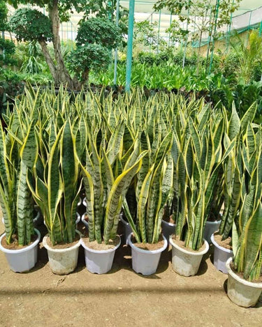 Snake Plant (60–80 cm) Office Indoor Plants, UAE. Row of potted snake plants in a greenhouse setting