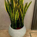 Snake Plant in Premium Fiber Pot Indoor Plants UAE. Potted snake plant on a stand against a plain wall