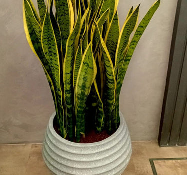 Snake Plant in Premium Fiber Pot Indoor Plants UAE. Potted snake plant on a stand against a plain wall