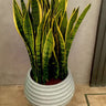 Snake Plant in Premium Fiber Pot Indoor Plants UAE. Potted snake plant on a stand against a plain wall