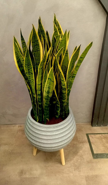 Snake Plant in Premium Fiber Pot Indoor Plants UAE. Potted snake plant on a stand against a plain wall