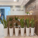Snakeplant 6pc Bundle Office Plants UAE. Decorative plants in white pots in front of an EllisDon office entrance.