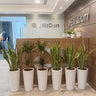Snakeplant 6pc Bundle Office Plants UAE. Decorative plants in white pots in front of an EllisDon office entrance.