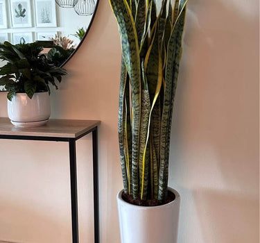 Snakeplant Air Purifying Indoor Plants UAE. Tall potted plant in a white pot next to a small table with a mirror and more plants.
