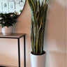 Snakeplant Air Purifying Indoor Plants UAE. Tall potted plant in a white pot next to a small table with a mirror and more plants.