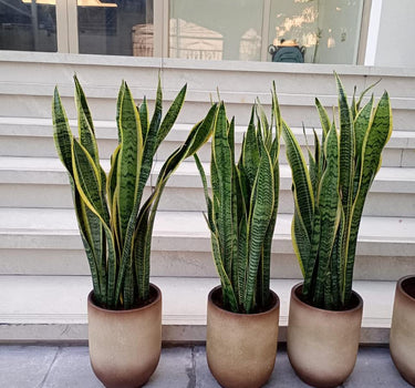 Snakeplant in Ceramic Classy Pot Indoor Plants UAE. Three potted snake plants in front of a glass door with a neutral background