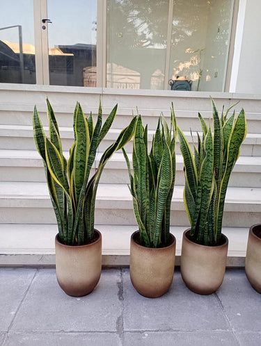Snakeplant in Ceramic Classy Pot Indoor Plants UAE. Three potted snake plants in front of a glass door with a neutral background
