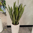 Snakeplant in Long Small Ceramic Indoor Plants UAE. Potted snake plant in a white pot on a gray floor with a white wall in the background.