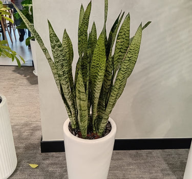 Snakeplant in Long Small Ceramic Indoor Plants UAE. Potted snake plant in a white pot on a gray floor with a white wall in the background.