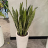 Snakeplant in Long Small Ceramic Indoor Plants UAE. Potted snake plant in a white pot on a gray floor with a white wall in the background.