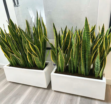 Snakeplant in Rectangle Indoor Plants UAE. Two snake plants in white pots on a wooden floor.