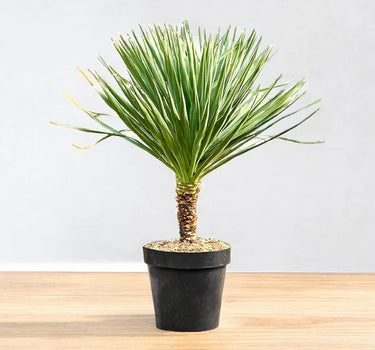 Yucca Gloriosa- Spanish Dagger Hun