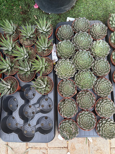 Succulent Premium Indoor Cheap Plants UAE. Collection of potted succulents in trays on a grassy surface.