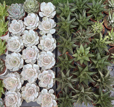 Succulent Premium Indoor Cheap Plants UAE. Collection of succulents in pots on a grassy surface