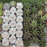 Succulent Premium Indoor Cheap Plants UAE. Collection of succulents in pots on a grassy surface