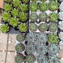 Succulent Premium Indoor Cheap Plants UAE