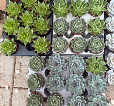 Succulent Premium Indoor Cheap Plants UAE