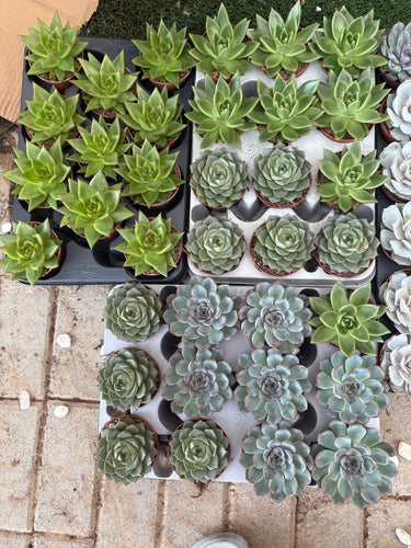 Succulent Premium Indoor Cheap Plants UAE