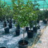 Orange Tree – Citrus Sinensis 1